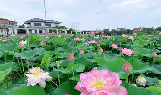 Khởi nghiệp từ trồng sen ở Bắc Giang