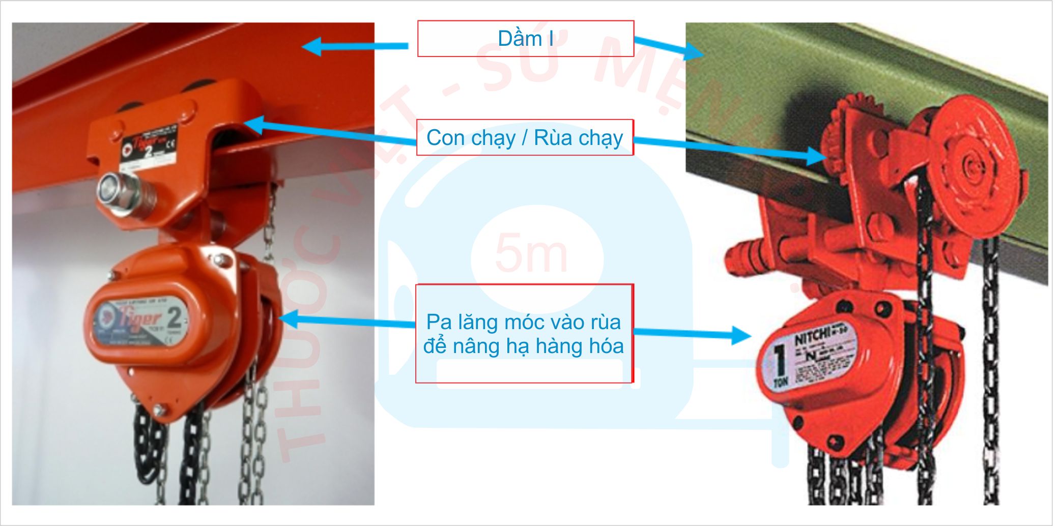Con chạy/ Rùa chạy 