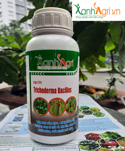 Nấm Trichoderma khắc tinh của bệnh vàng lá thối rễ