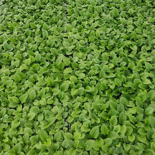 Cây giống hoa Đồng Tiền F1 Hà Lan