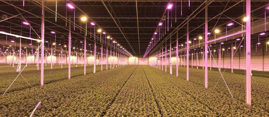 Hệ thống điều khiển ánh sáng Gakon Grow Lighting For Horticulture