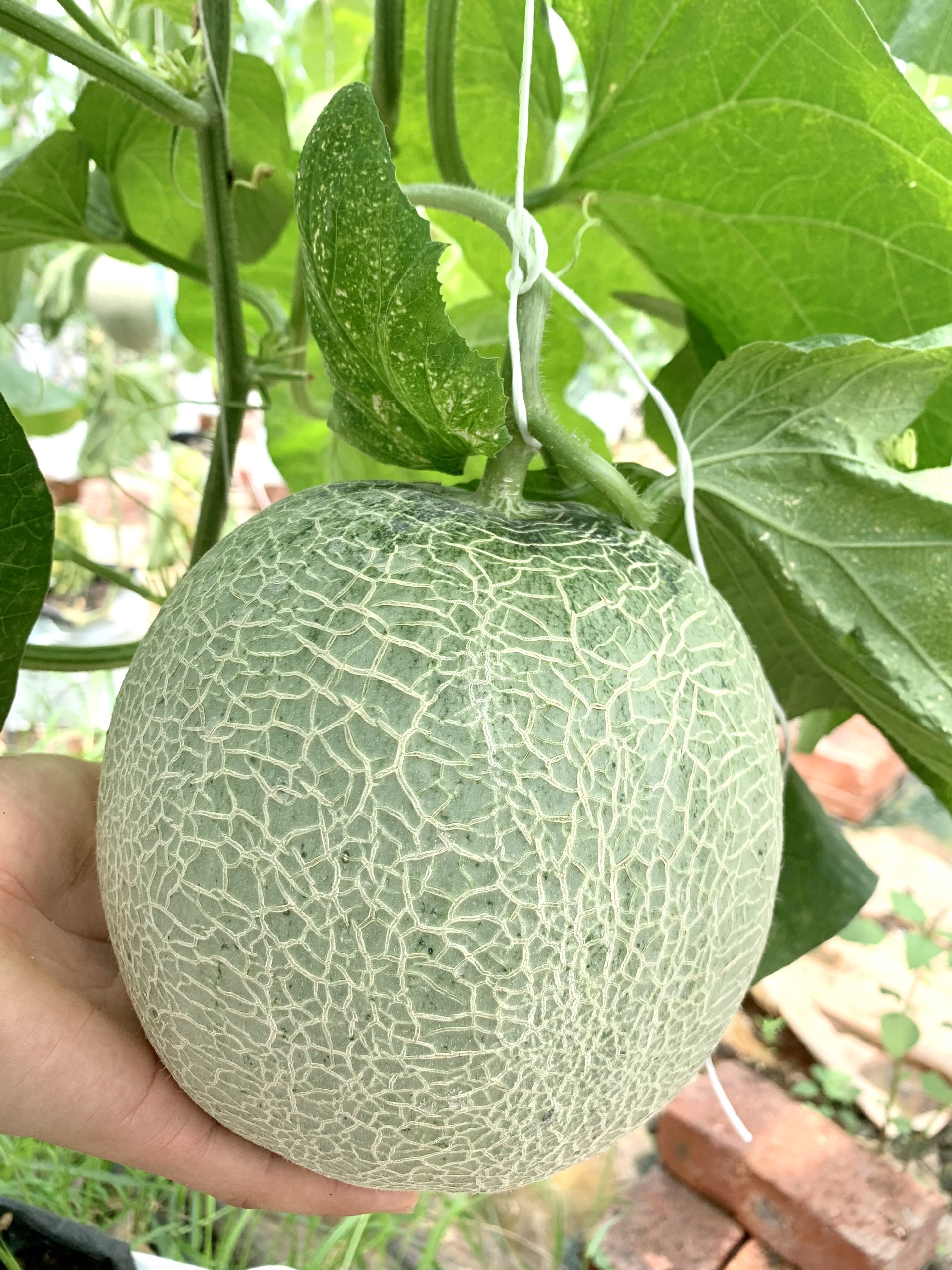 Dưa lưới