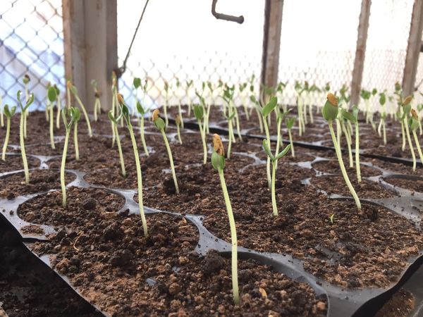 Dự án dưa lưới TL3