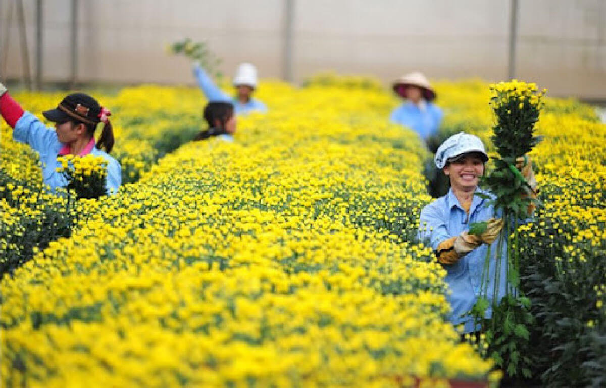 Ứng dụng công nghệ ánh sáng trong nông nghiệp công nghệ cao