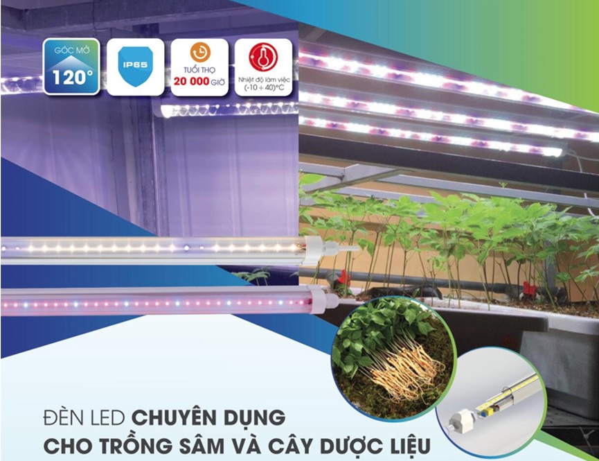 Đèn led chuyên dụng cho trồng sâm và cây dược liệu