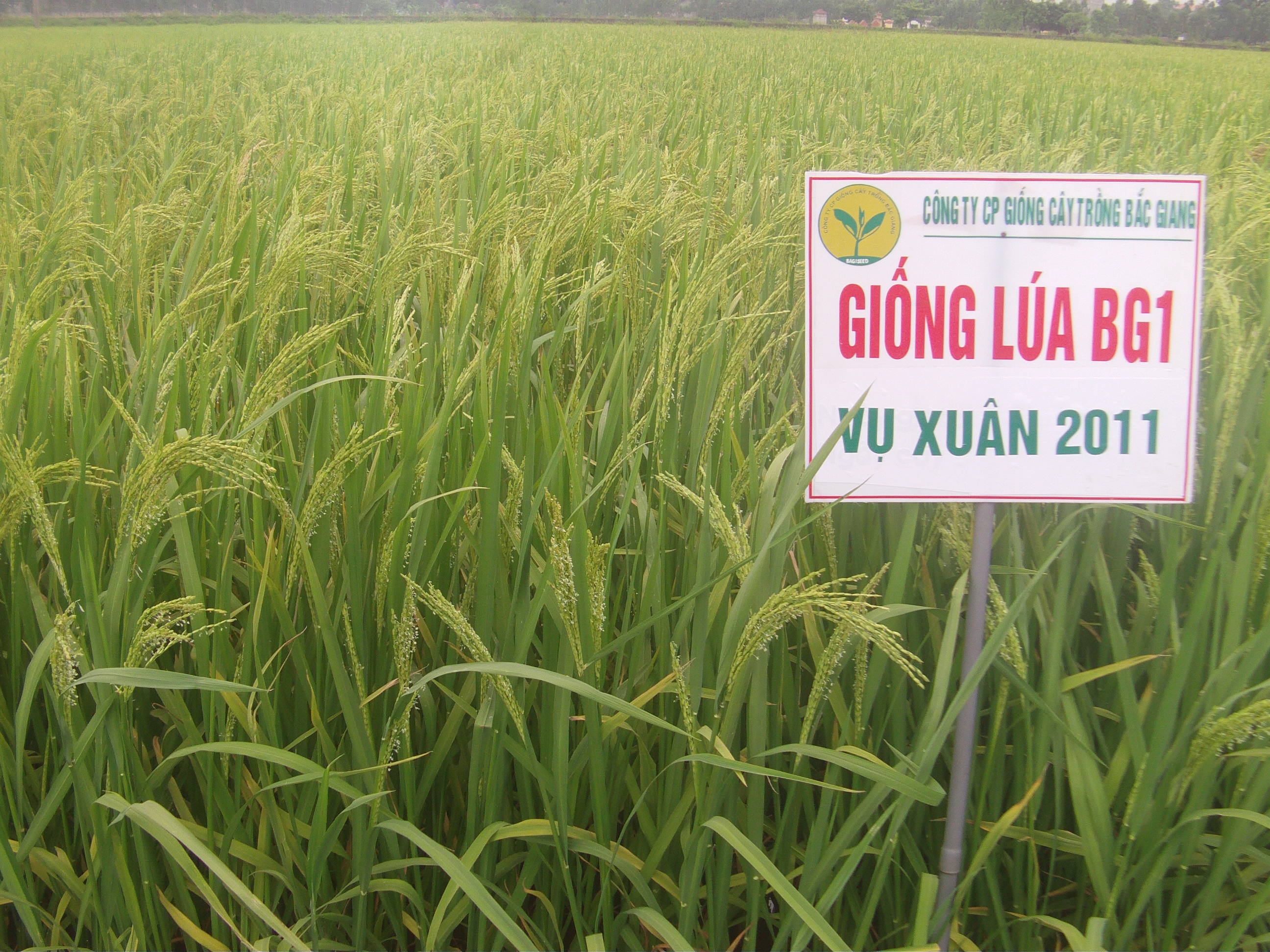 Giống lúa thuần BG1 (ĐTL2)