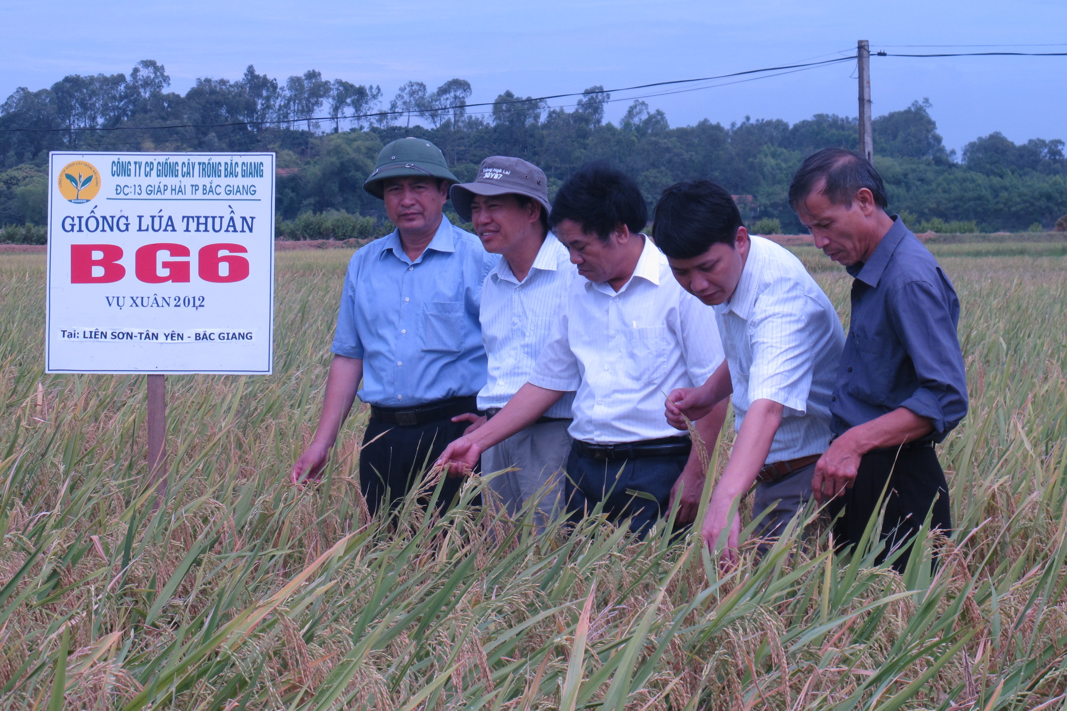 Giống lúa thuần BG6