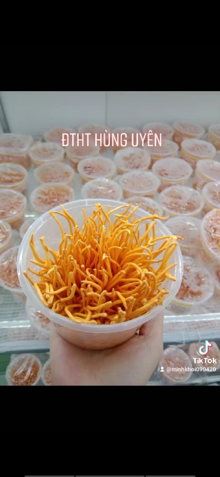 Đông trùng hạ thảo