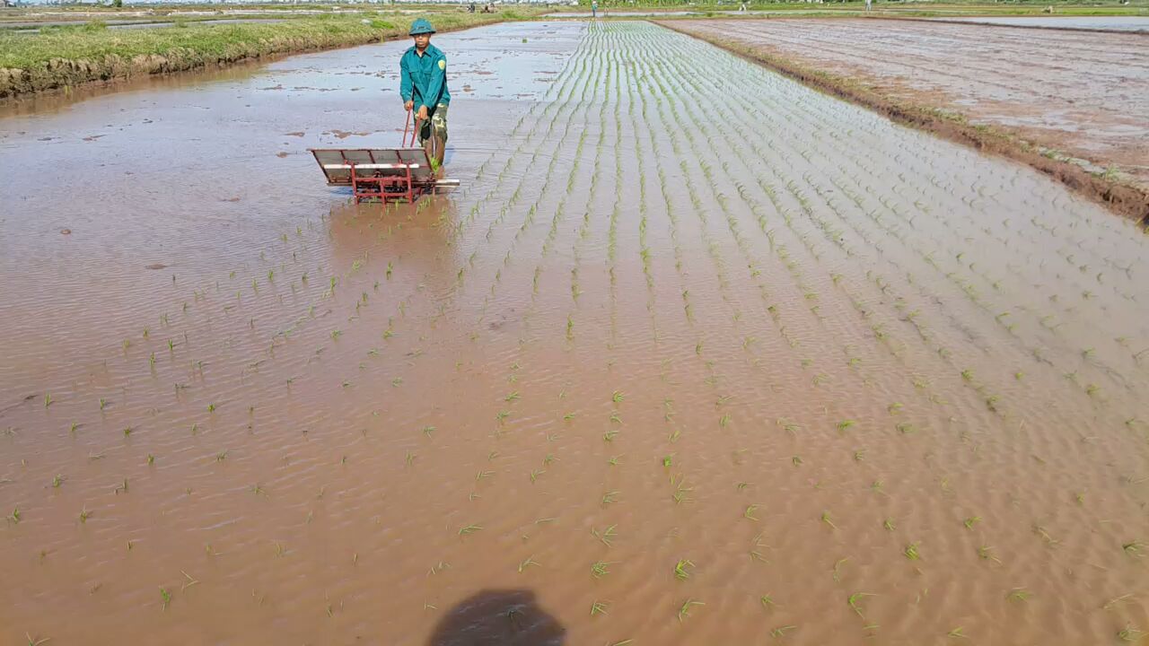 Máy cấy lúa không dùng động cơ loại 4 hàng cấy - 4H20