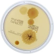 Bactident Oxidase Strips- 55635  Biomerieux