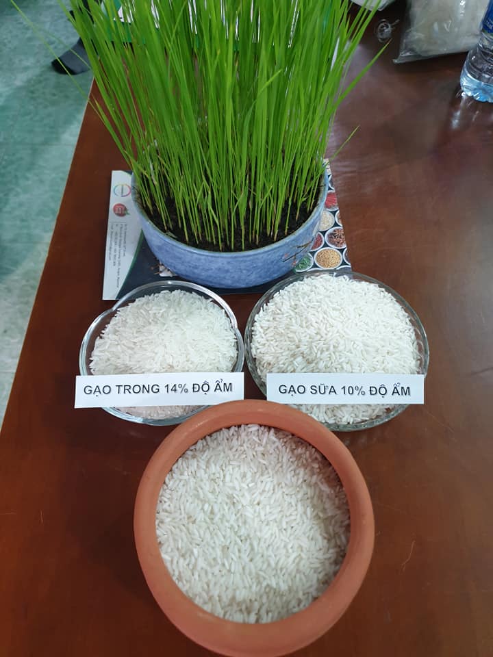 Giống lúa thuần OM 4900- Gạo sữa