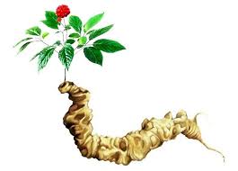 Sâm ngọc linh – Loại sâm tốt nhất thế giới